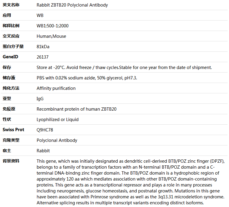 ZBTB20 Antibody,索莱宝,K005591P-50ul