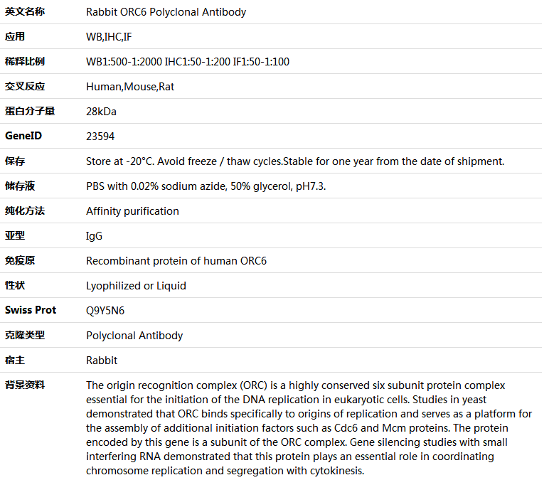 ORC6 Antibody,索莱宝,K005589P-100ul