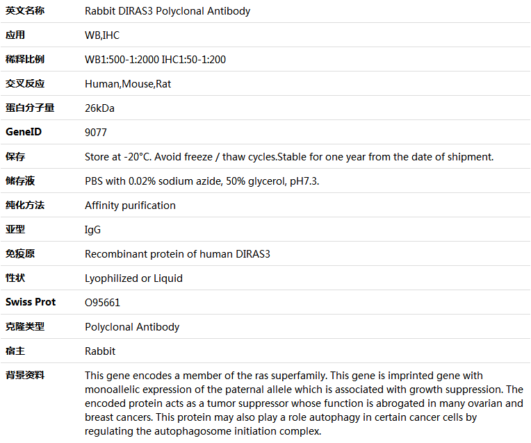DIRAS3 Antibody,索莱宝,K005579P-50ul