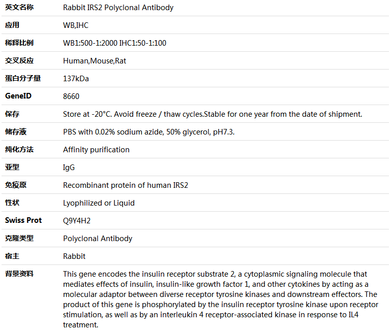 IRS2 Antibody,索莱宝,K005574P-100ul