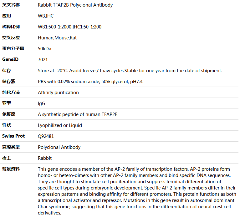 TFAP2B Antibody,索莱宝,K005565P-50ul