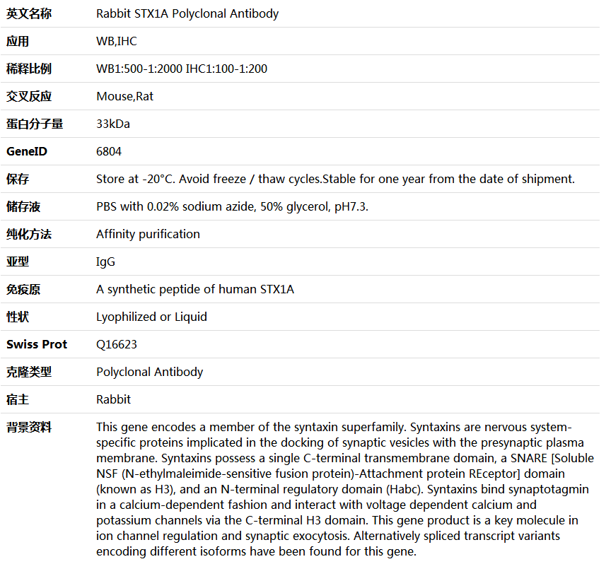 STX1A Antibody,索莱宝,K005564P-100ul