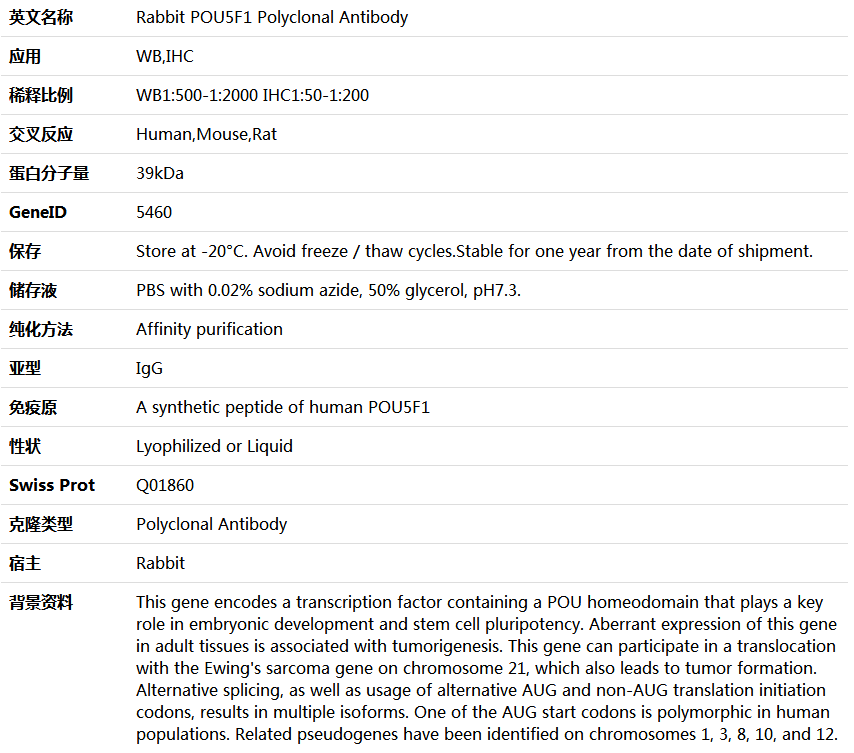 POU5F1 Antibody,索莱宝,K005554P-100ul