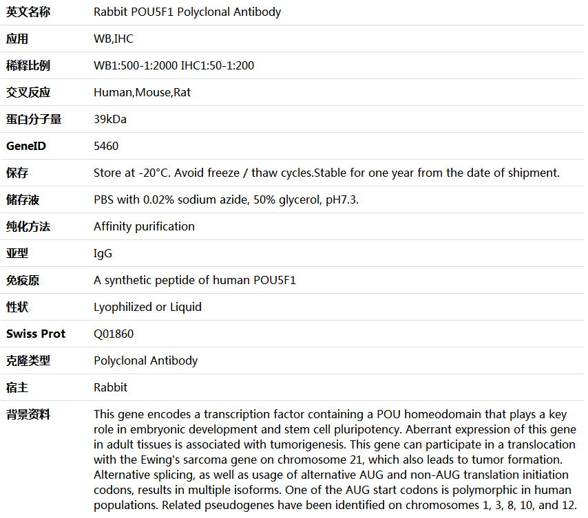 POU5F1 Antibody,索莱宝,K005554P-30ul