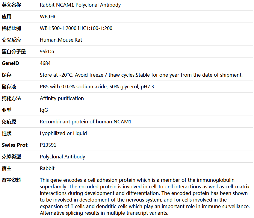 NCAM1 Antibody,索莱宝,K005550P-50ul