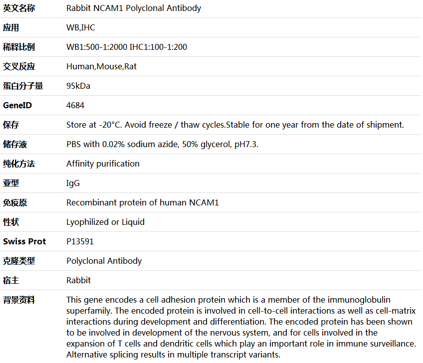 NCAM1 Antibody,索莱宝,K005550P-30ul