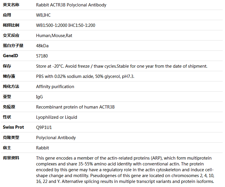 ACTR3B Antibody,索莱宝,K005487P-100ul