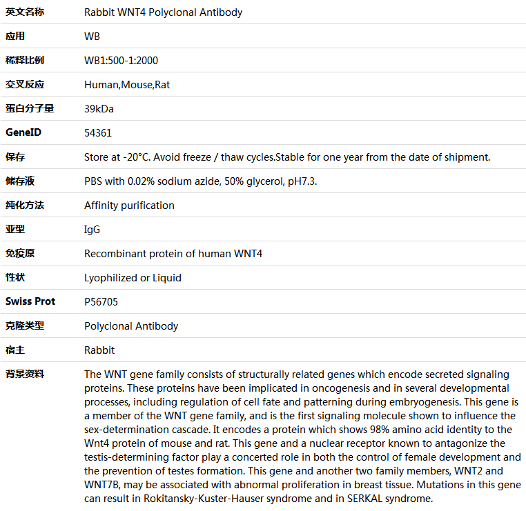 WNT4 Antibody,索莱宝,K005478P-50ul