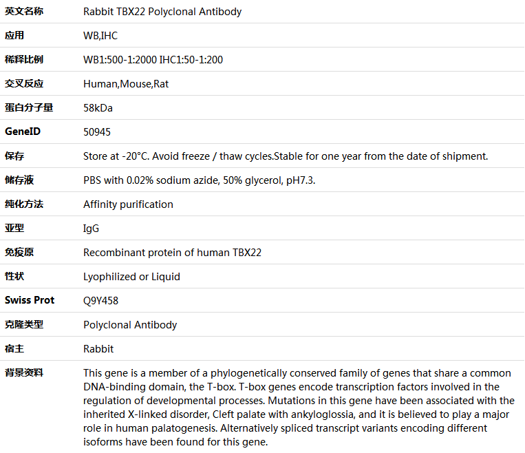 TBX22 Antibody,索莱宝,K005473P-50ul