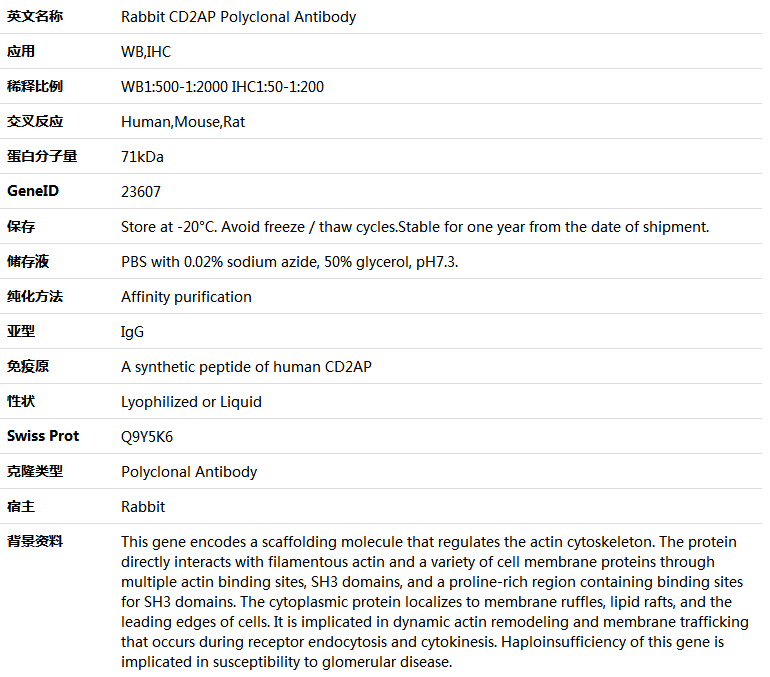 CD2AP Antibody,索莱宝,K005464P-100ul