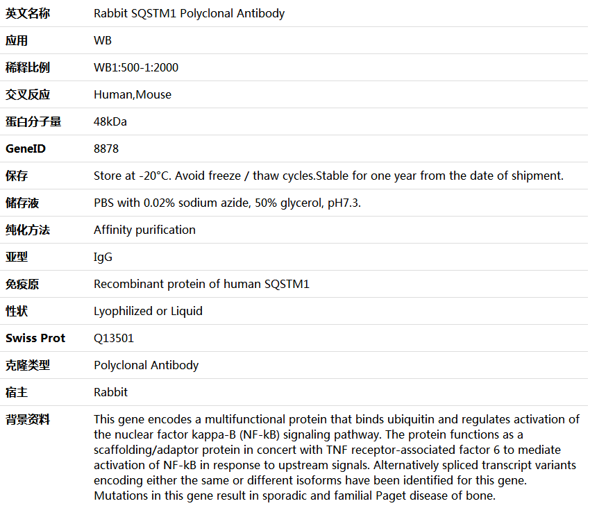 SQSTM1 Antibody,索莱宝,K005444P-50ul
