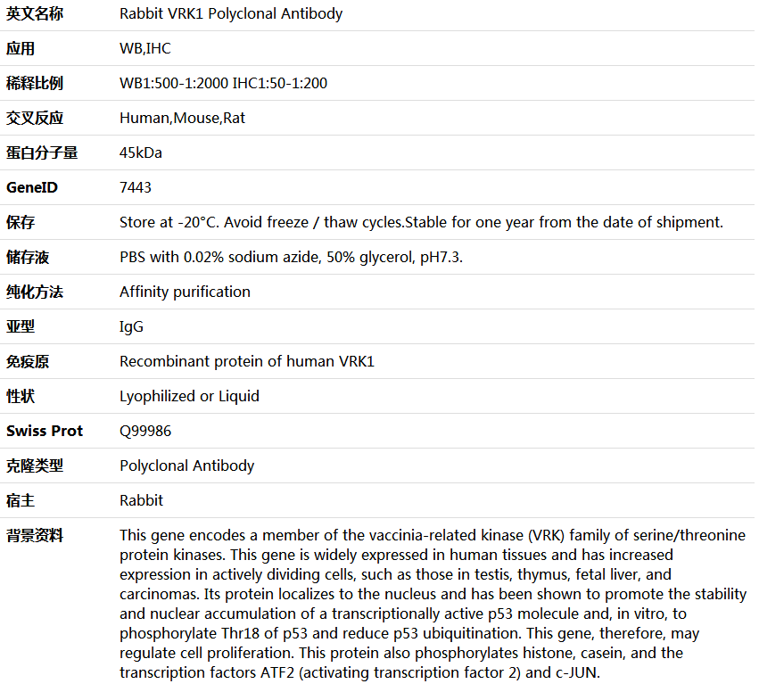 VRK1 Antibody,索莱宝,005435P-100ul