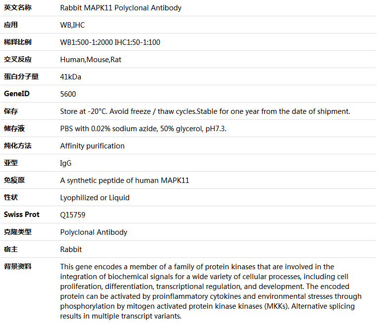 MAPK11 Antibody,索莱宝,K005410P-50ul