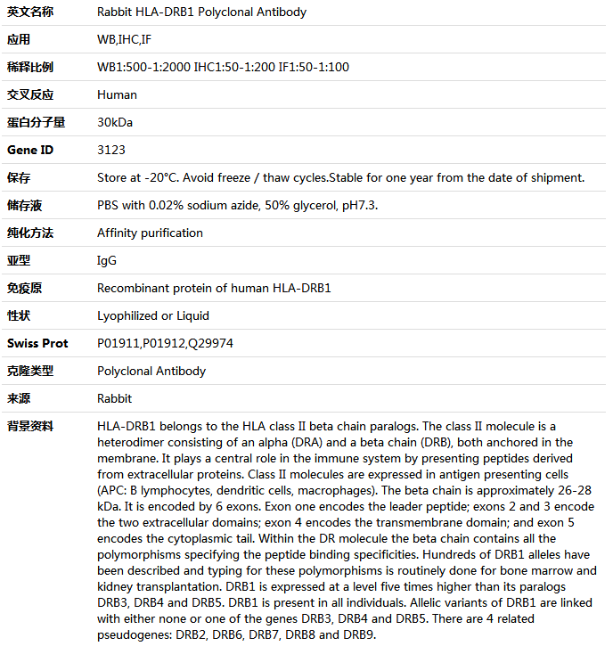 HLA-DRB1 Antibody,索莱宝,K005389P-100ul