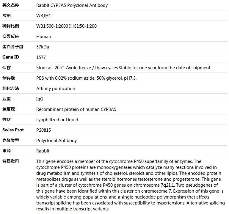 CYP3A5 Antibody,索莱宝,K005379P-100ul