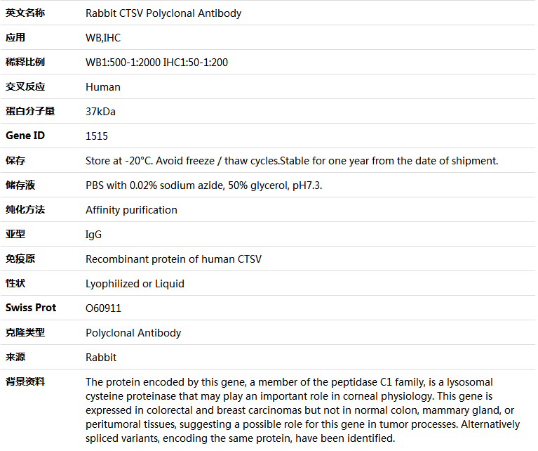 CTSV Antibody,索莱宝,K005378P-50ul