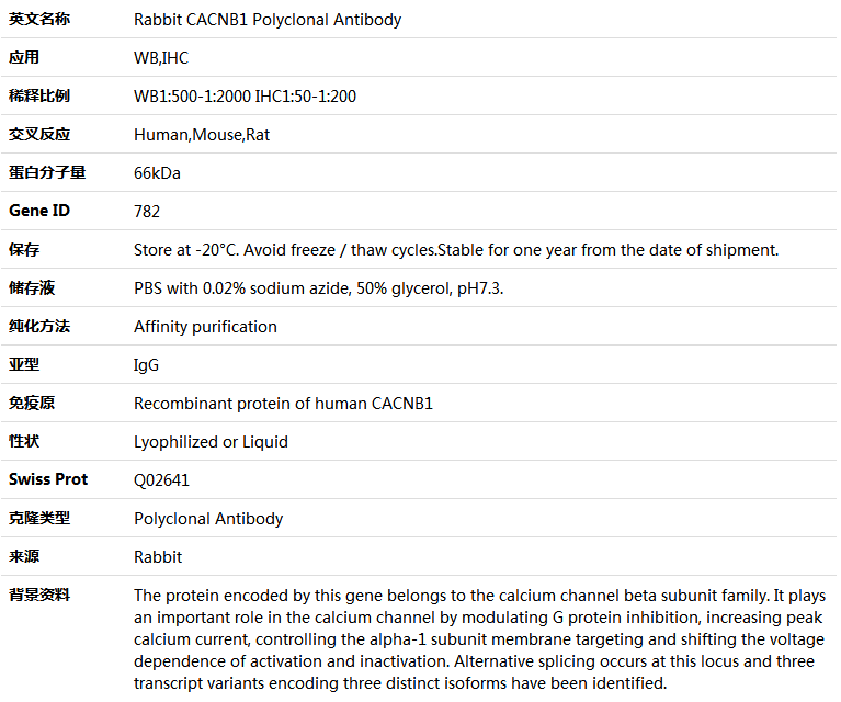 CACNB1 Antibody,索莱宝,K005368P-50ul