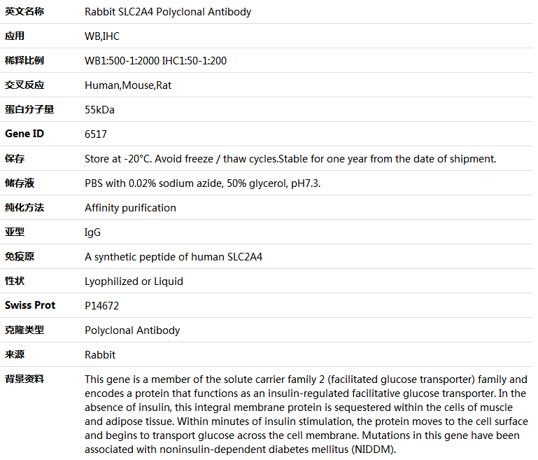 SLC2A4 Antibody,索莱宝,K005359P-100ul