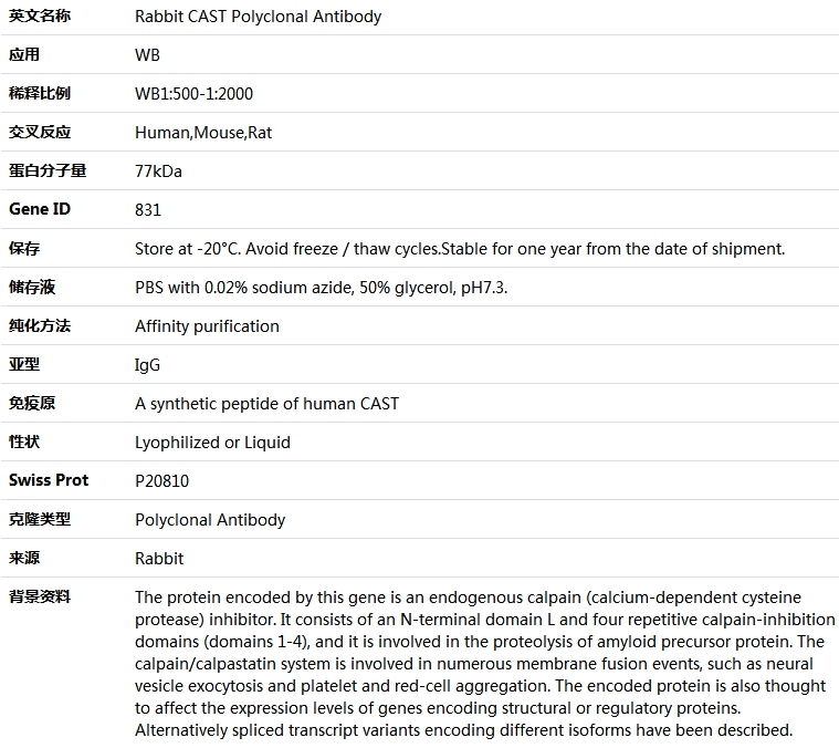 CAST Antibody,索莱宝,K005356P-50ul