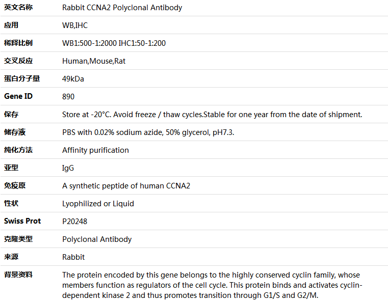 CCNA2 Antibody,索莱宝,K005355P-100ul