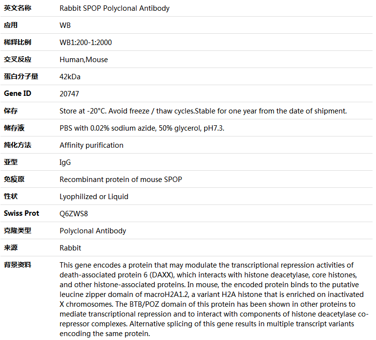 SPOP Antibody,索莱宝,K005350P-50ul