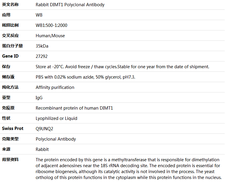 DIMT1 Antibody,索莱宝,K005339P-100ul
