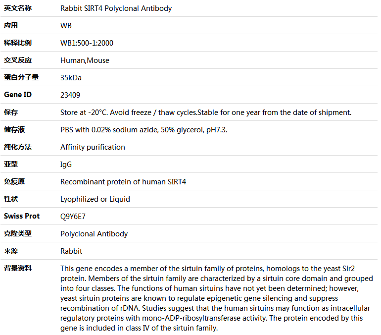 SIRT4 Antibody,索莱宝,K005337P-30ul