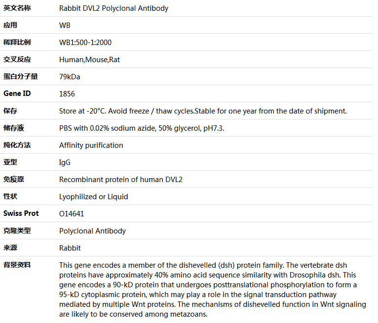 DVL2 Antibody,索莱宝,K005322P-30ul