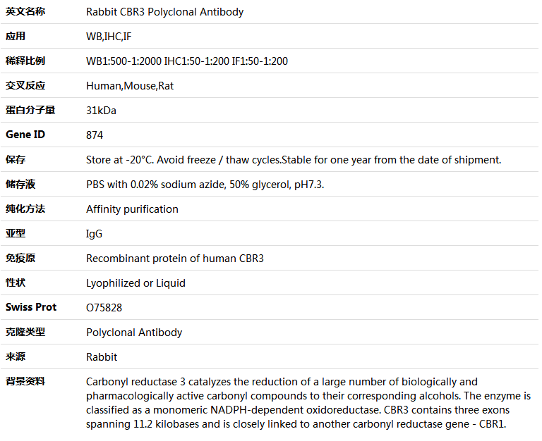 CBR3 Antibody,索莱宝,K005318P-50ul
