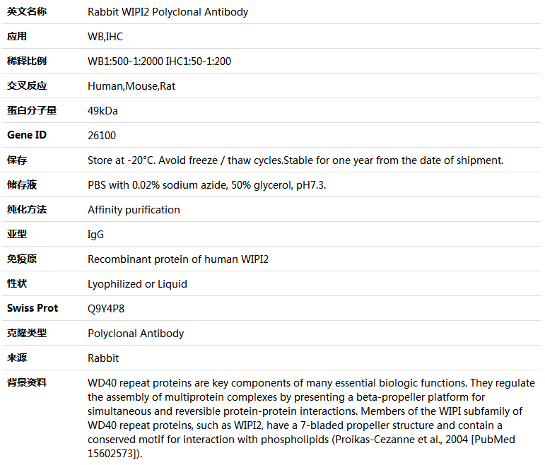 WIPI2 Antibody,索莱宝,K005317P-100ul