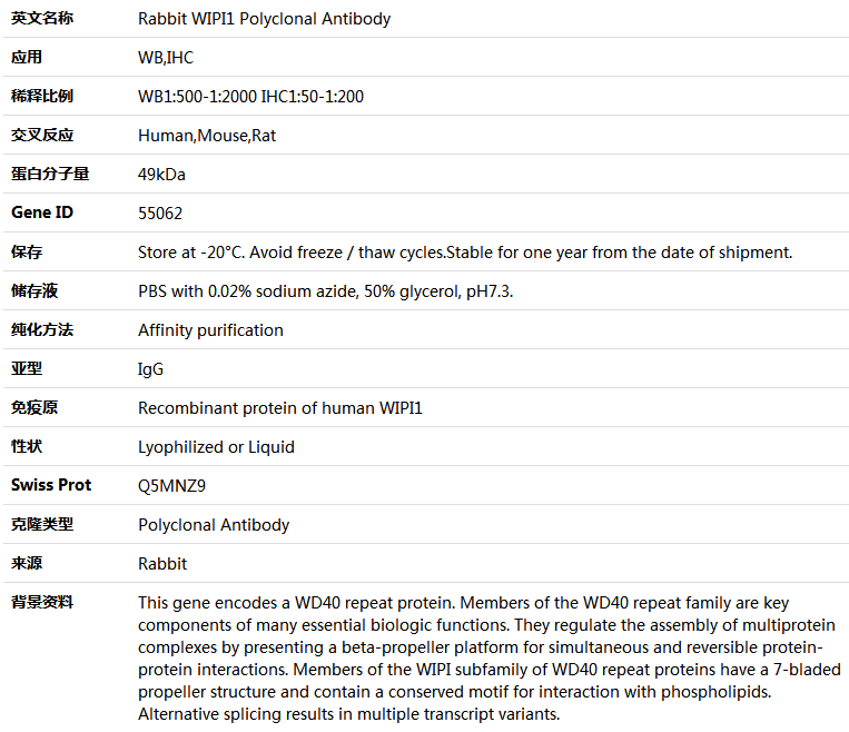 WIPI1 Antibody,索莱宝,K005312P-50ul