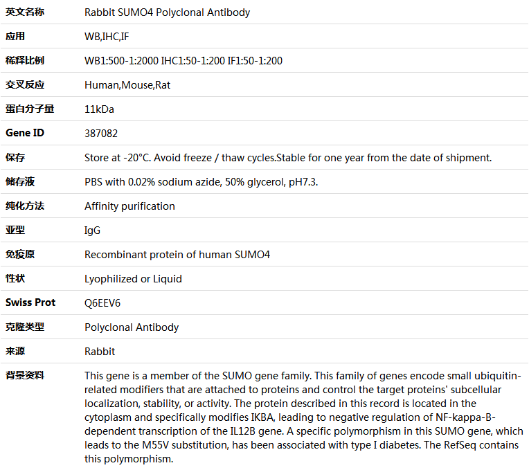 SUMO4 Antibody,索莱宝,K005309P-100ul