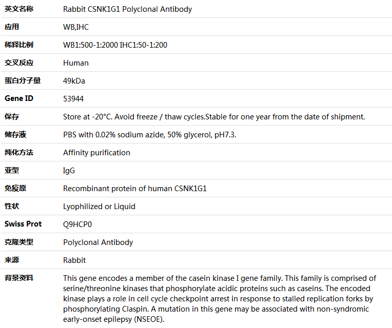 CSNK1G1 Antibody,索莱宝,K005302P-50ul