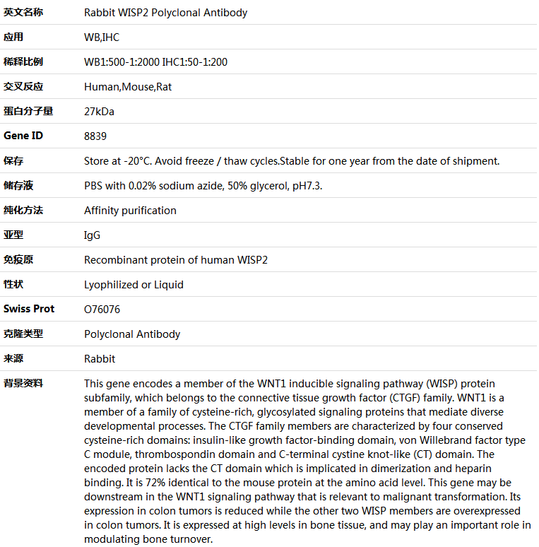 WISP2 Antibody,索莱宝,K005260P-50ul