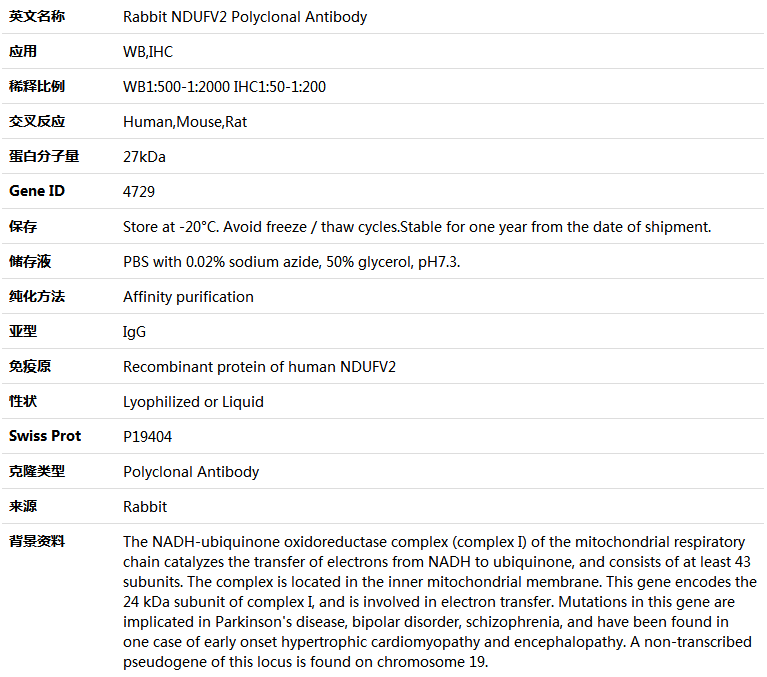 NDUFV2 Antibody,索莱宝,K005251P-50ul