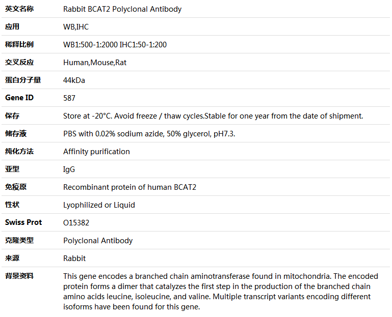 BCAT2 Antibody,索莱宝,K005239P-100ul