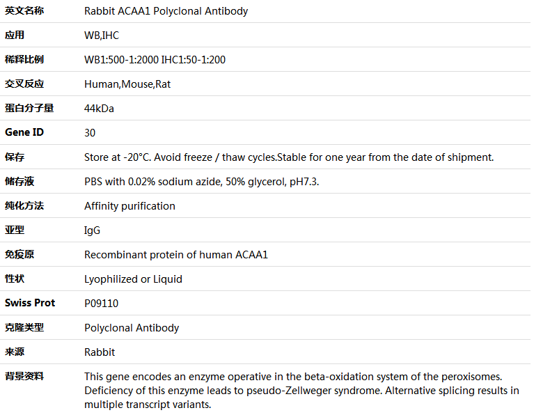 ACAA1 Antibody,索莱宝,K005236P-100ul