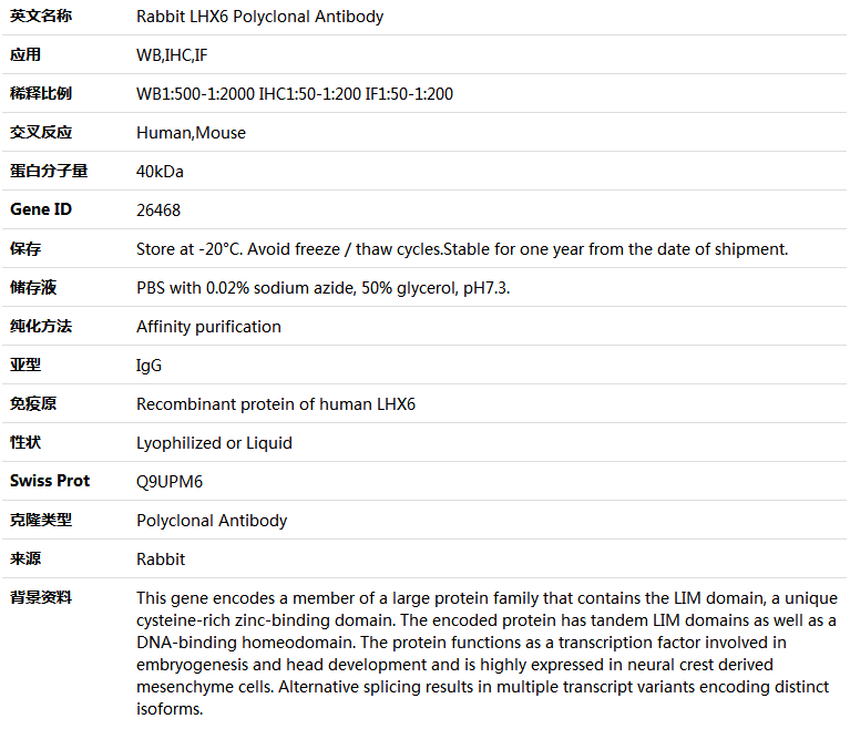 LHX6 Antibody,索莱宝,K005206P-50ul