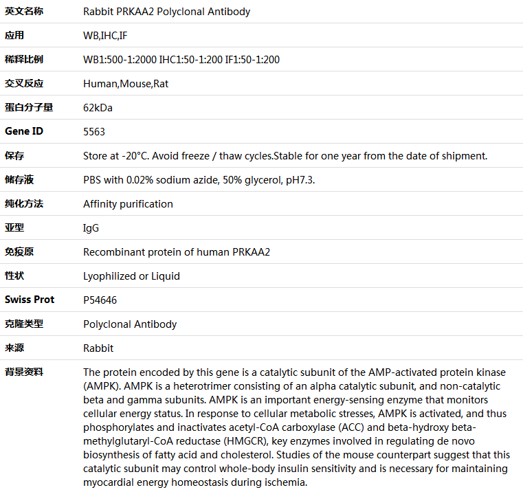 PRKAA2 Antibody,索莱宝,K005185P-50ul