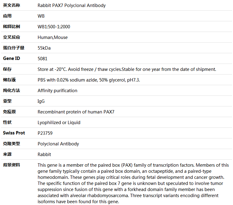 PAX7 Antibody,索莱宝,K005182P-50ul