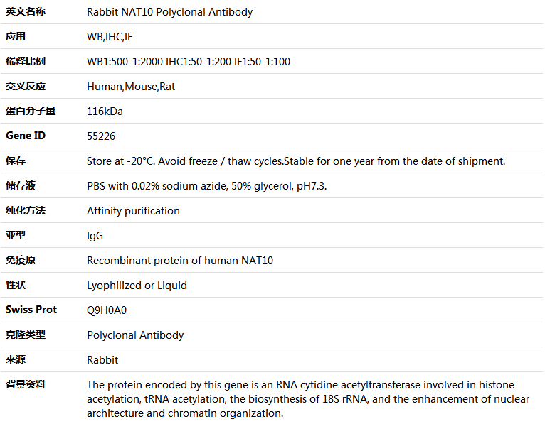 NAT10 Antibody,索莱宝,K005145P-100ul