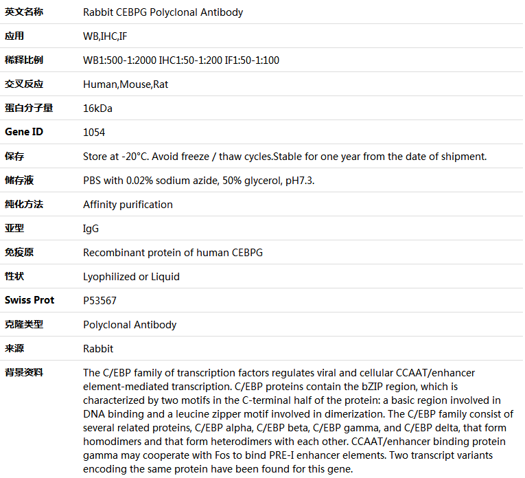 CEBPG Antibody,索莱宝,K005133P-100ul