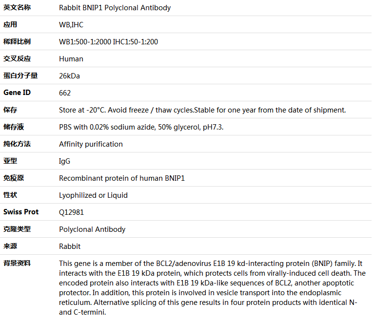 BNIP1 Antibody,索莱宝,K005122P-50ul