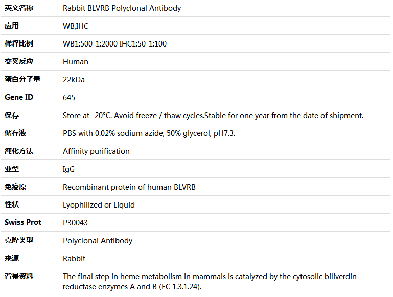 BLVRB Antibody,索莱宝,K005120P-50ul
