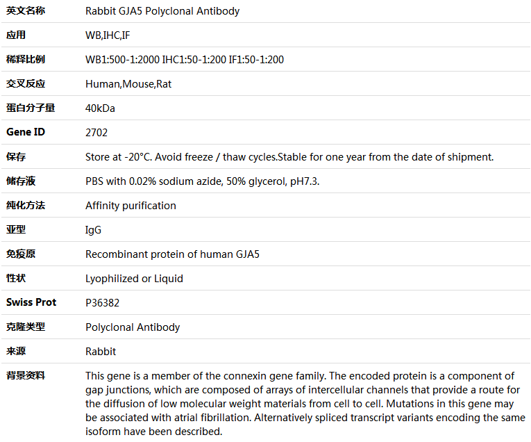 GJA5 Antibody,索莱宝,K005104P-100ul