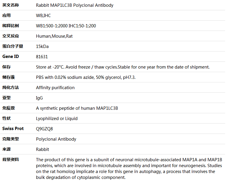 MAP1LC3B Antibody,索莱宝,K005081P-30ul