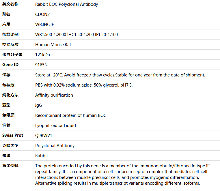 BOC Antibody,索莱宝,K005060P-50ul