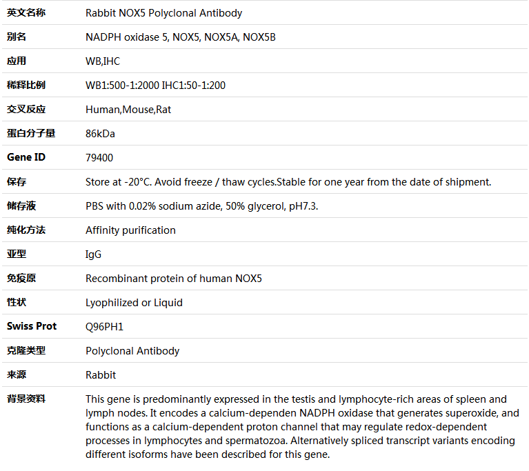 NOX5 Antibody,索莱宝,K005041P-100ul