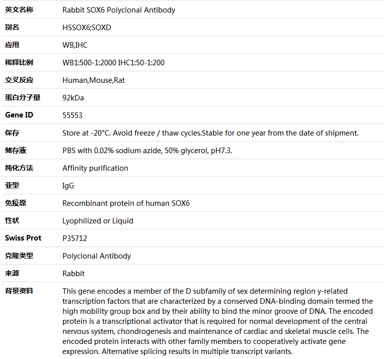 SOX6 Antibody,索莱宝,K005025P-100ul