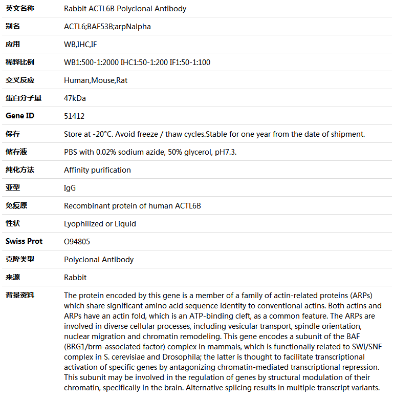 ACTL6B Antibody,索莱宝,K005019P-100ul